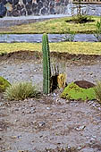 Chivay, the san pedro cactus 
